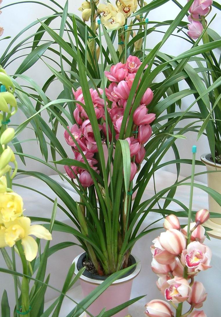 家庭養花---沒有污染的殺蟲妙招 - 徽娘 - 徽娘 家庭養花---沒有污染的殺蟲妙招 - 徽娘 - 徽娘