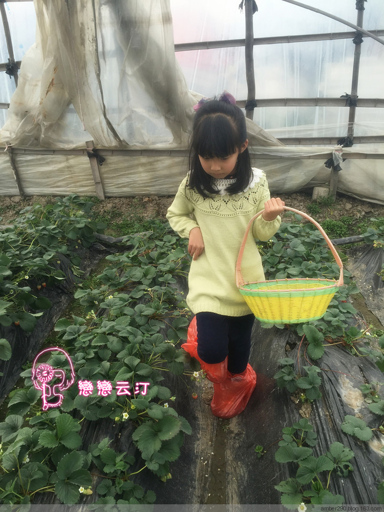 【戀戀云汀】青檸——親子小桑果 - 戀戀云汀 - 汀水云間戀戀云汀