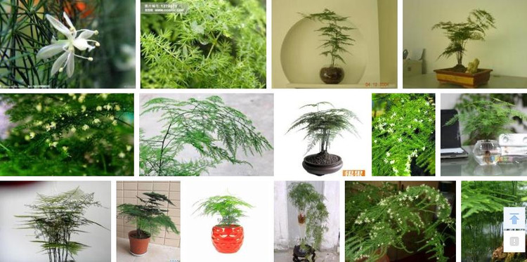 盆栽種植之自制殺蟲(chóng)劑 - hanwa - 心.靈.的家園