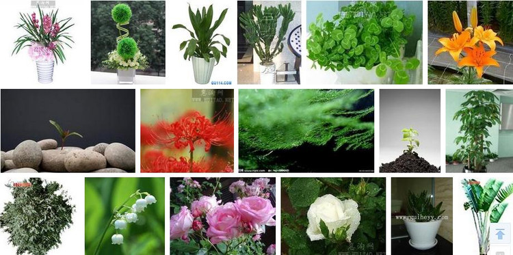 盆栽種植之自制殺蟲(chóng)劑 - hanwa - 心.靈.的家園