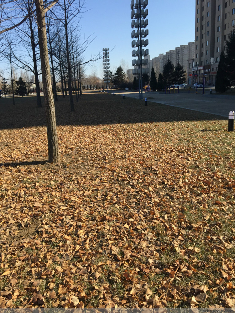 您的溫暖我來守護——送給爸爸的羊絨圍巾 - pldlxn - 風征小屋