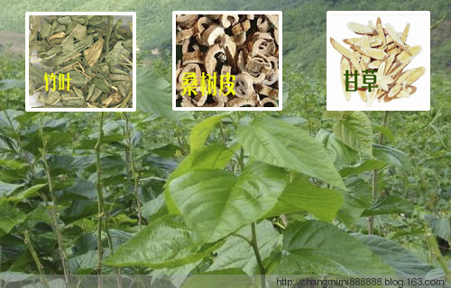 76個中藥外敷肚臍偏方【非常實用】 - zhangmimi888888 - 其實，世界并不復雜，復雜的只是人心-mi