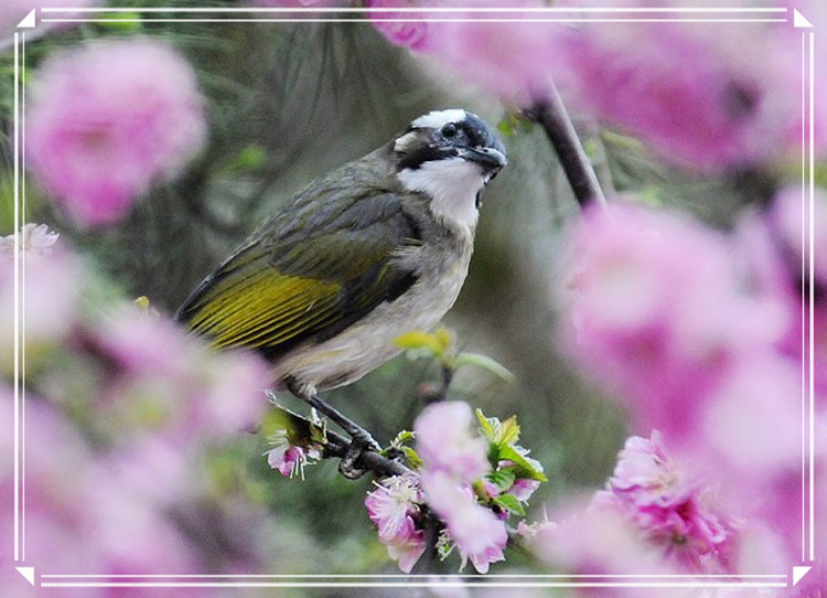 蕩胸生層云，決眥入歸鳥 - 淡泊 - 淡泊