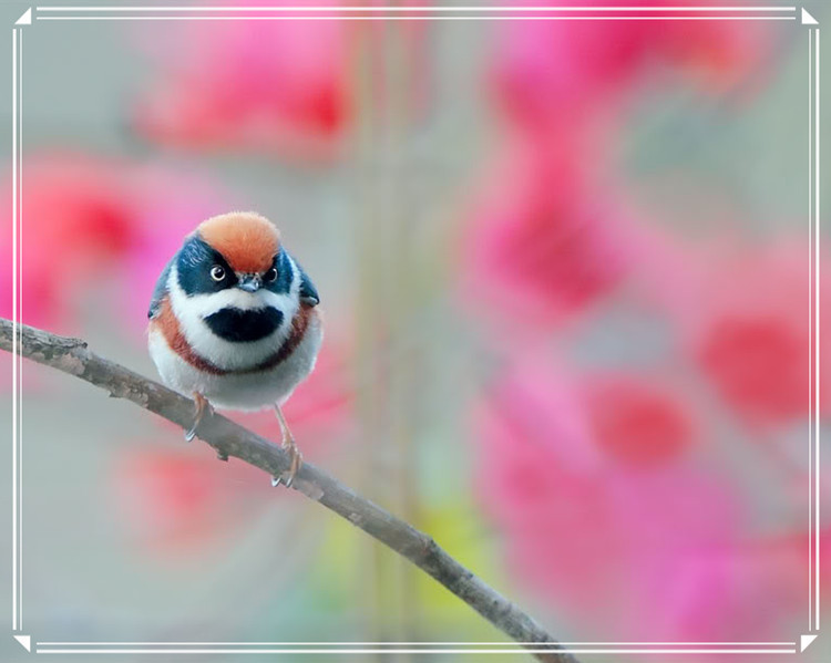 蕩胸生層云，決眥入歸鳥 - 淡泊 - 淡泊