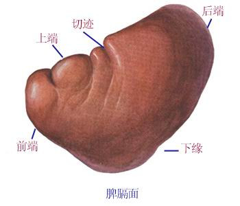 化痰奇穴 - 小美 - xing1969wuw的博客