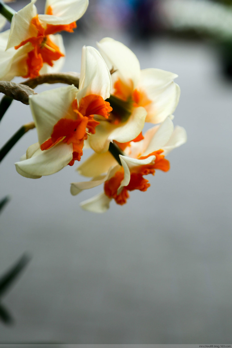 溫哥華--花花草草 - 周太靚湯 - 周太靚湯