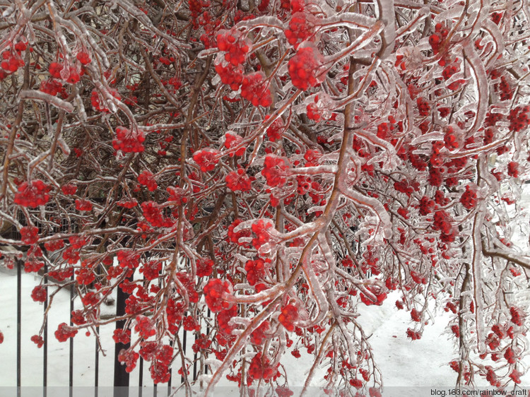 Toronto ---Ice Storm (dec 21-23) - 彩虹橋 - 彩虹橋