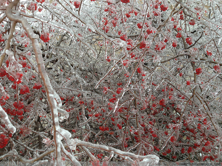 Toronto ---Ice Storm (dec 21-23) - 彩虹橋 - 彩虹橋
