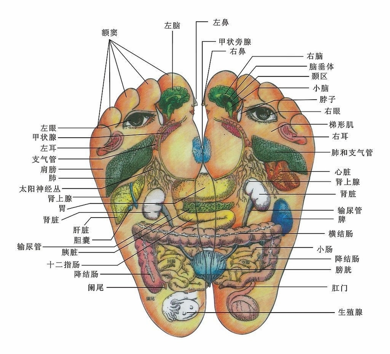 長(zhǎng)壽從腿腳保健開(kāi)始 - fpl9981 - fpl9981的博客