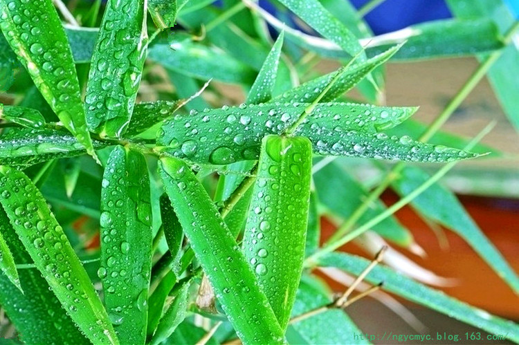 五葉湯治肺癌 - ngycmyc - ngycmyc的博客