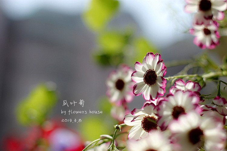 春.顏 - 花滿樓 - 花滿樓