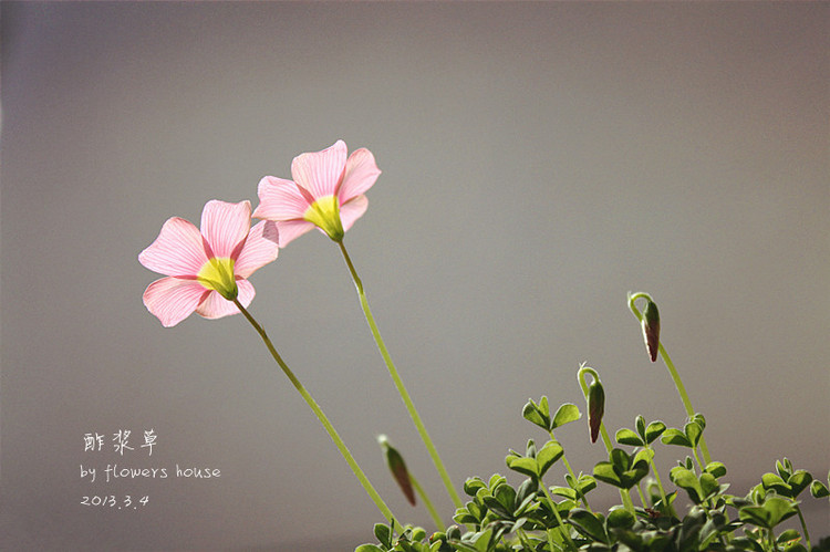 春.顏 - 花滿樓 - 花滿樓