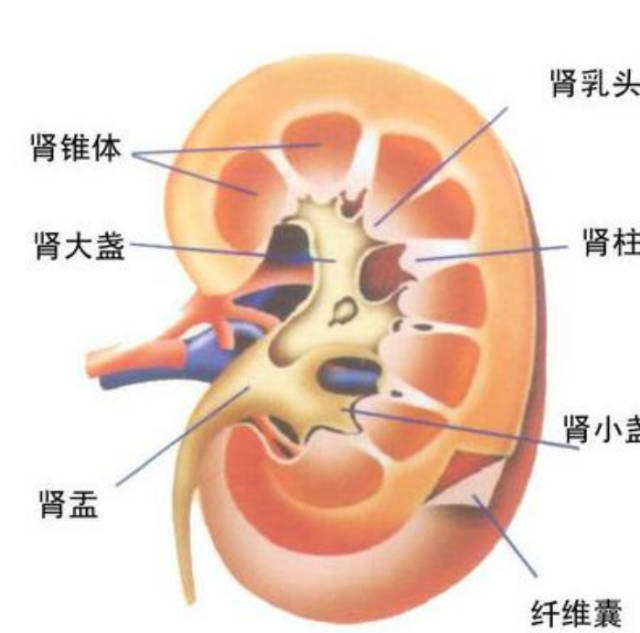 肺臟,肝臟