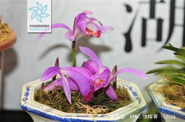獨(dú)蒜蘭 - 酷愛(ài)編織的貓(陳貓) - 貓公館