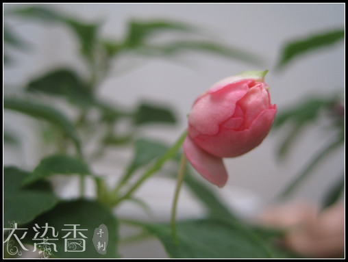 時光的片段…隨手拍的一些記錄… - 衣染香 - 若蘭軒
