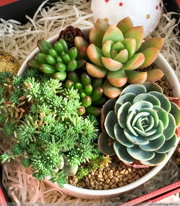 多肉植物展覽 - 周太靚湯 - 周太靚湯