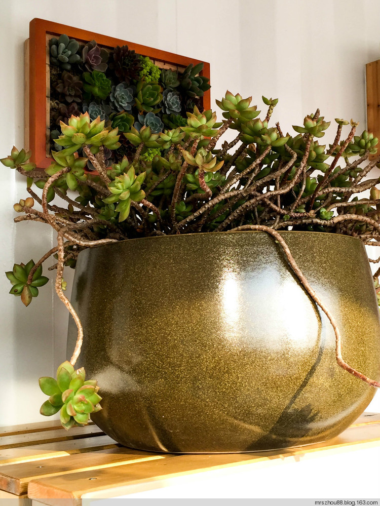 多肉植物展覽 - 周太靚湯 - 周太靚湯