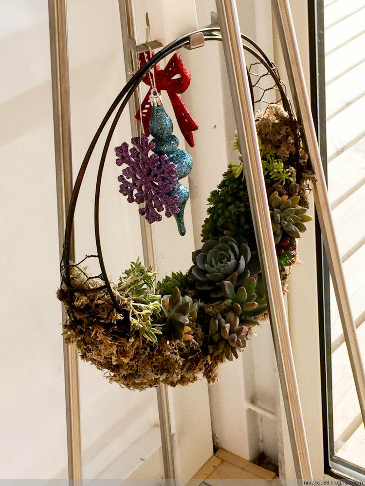 多肉植物展覽 - 周太靚湯 - 周太靚湯
