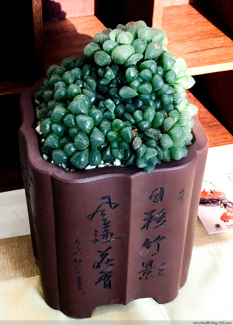 多肉植物展覽 - 周太靚湯 - 周太靚湯