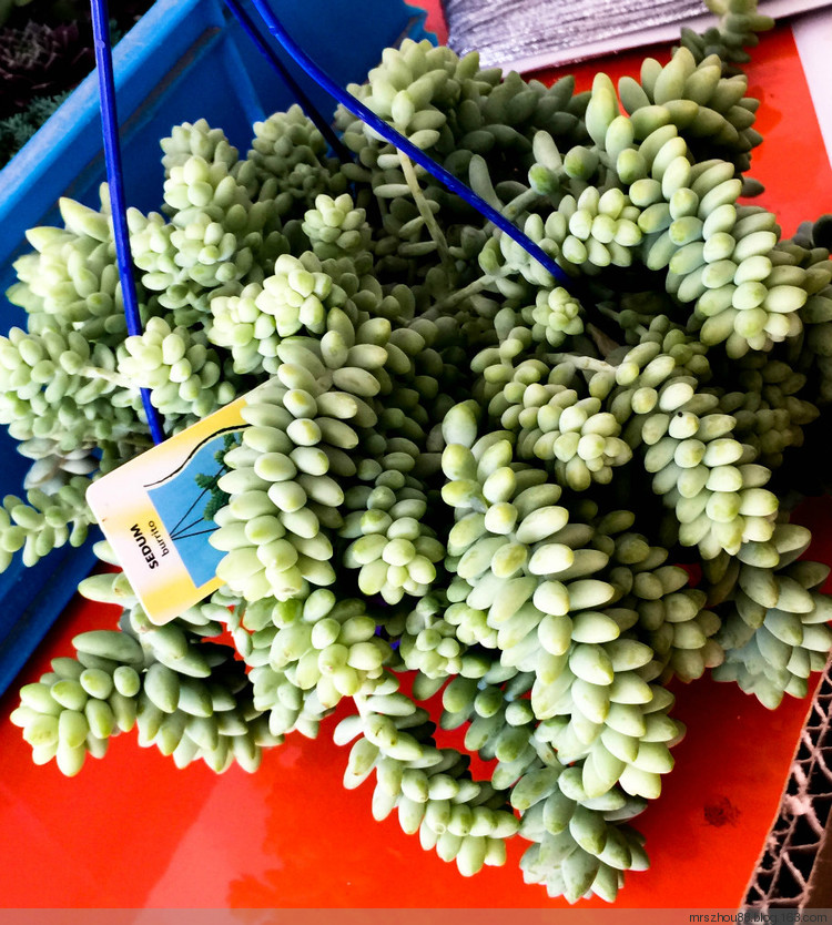 多肉植物展覽 - 周太靚湯 - 周太靚湯