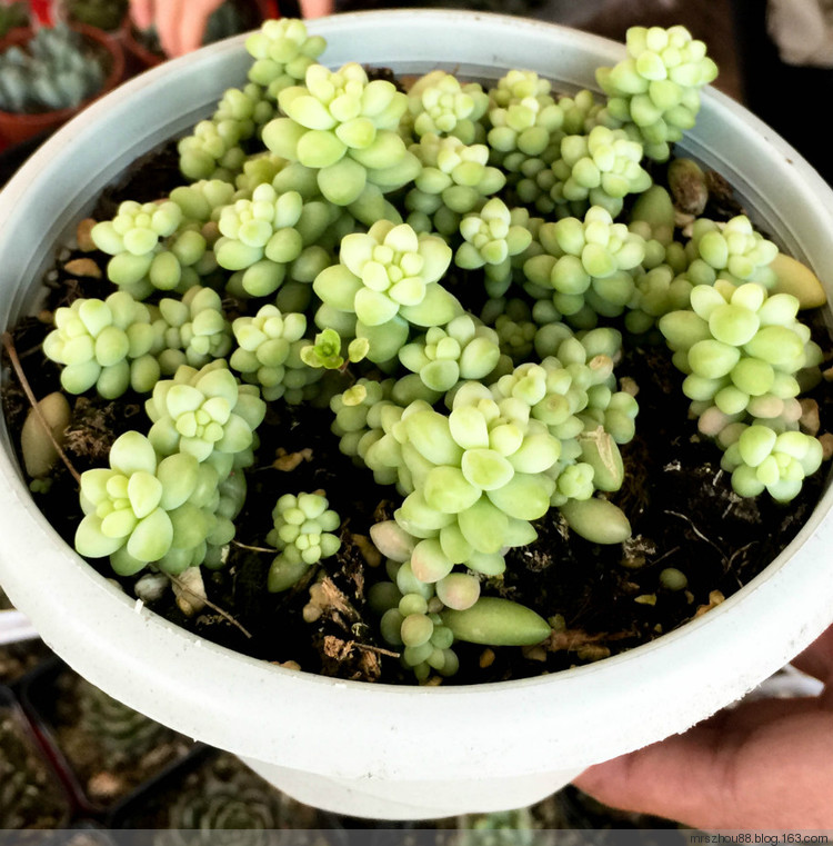 多肉植物展覽 - 周太靚湯 - 周太靚湯
