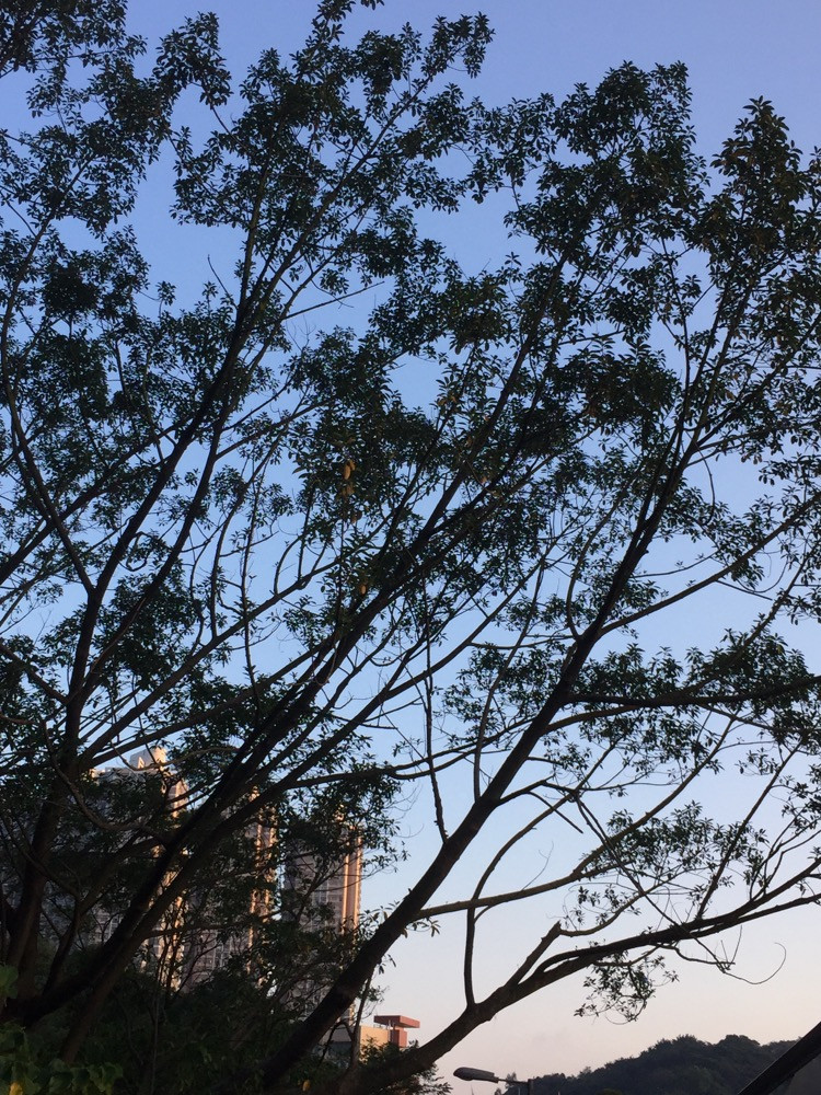 行山種花種菜 - Daphne Tsui - 因?yàn)閻?ài)所以愛(ài)