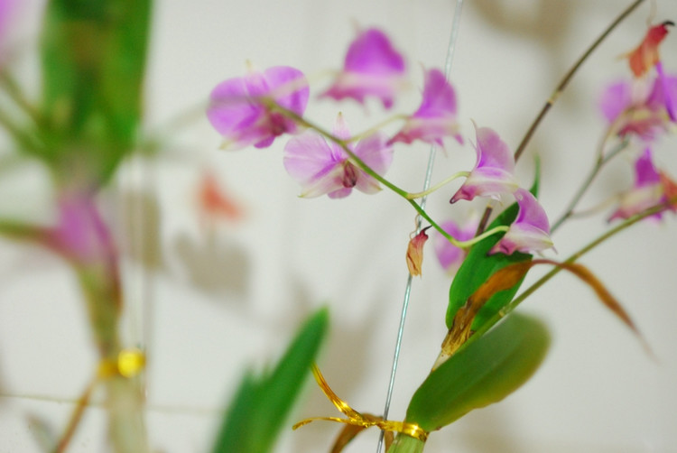行山種花種菜 - Daphne Tsui - 因?yàn)閻?ài)所以愛(ài)