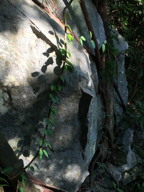 行山種花種菜 - Daphne Tsui - 因?yàn)閻?ài)所以愛(ài)