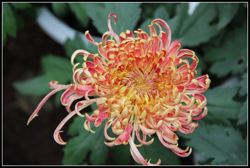 花間集：秋，賞菊 - 衣染香 - 若蘭軒