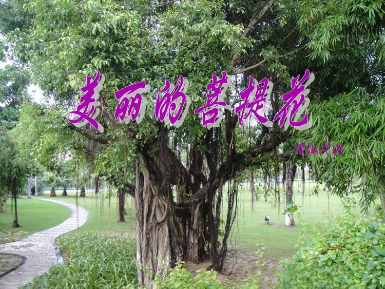 美麗的菩提花 - 學(xué)海無(wú)涯 - 讀書(shū)之法.在循序而漸進(jìn).熟讀而精思