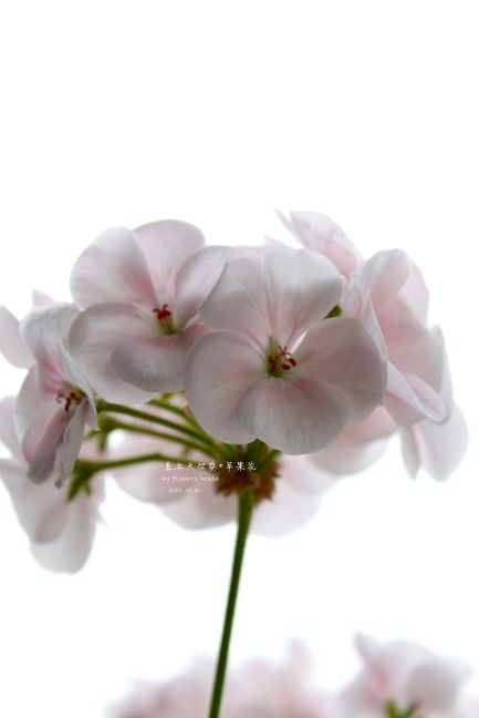 如果有天，花開不謝 - 花滿樓 - 花滿樓