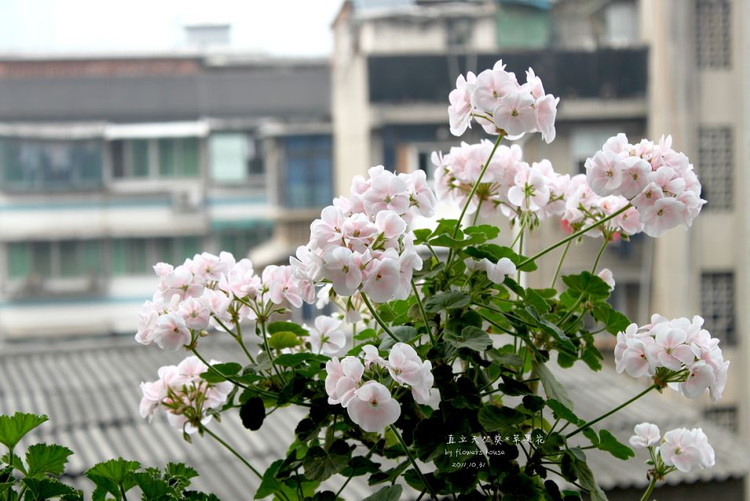 如果有天，花開不謝 - 花滿樓 - 花滿樓
