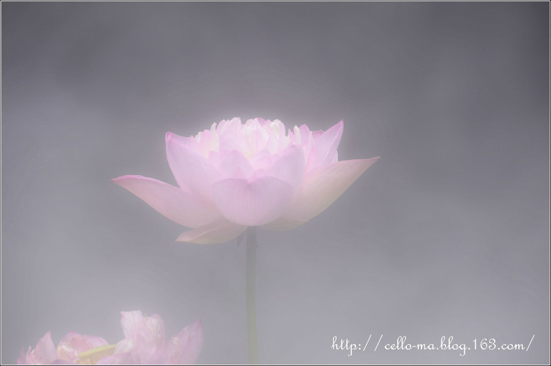 上海古漪園荷花-2014年7月8日 - cello-ma - cello-ma的博客